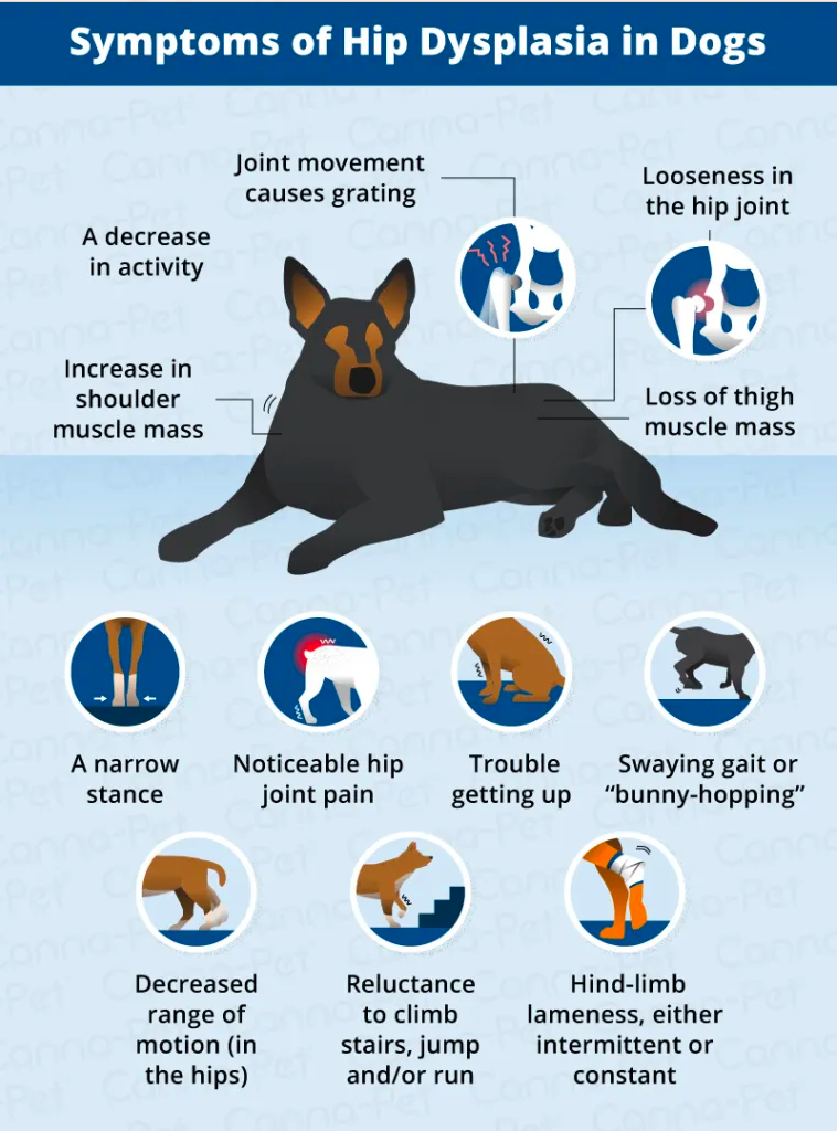 Signs of Hip Dysplasia in German Shepherds