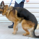 Signs of IVDD in German Shepherds