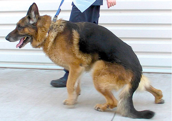 Signs of IVDD in German Shepherds