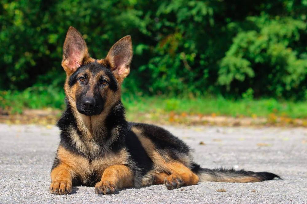 Smart Traits German Shepherds Possess