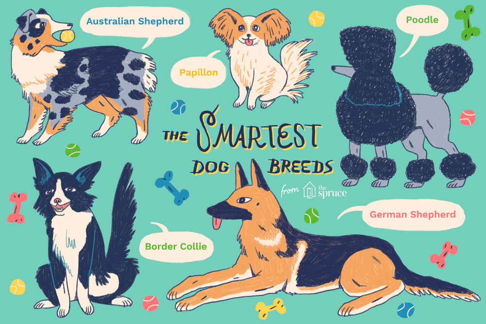 Smartest dog breeds