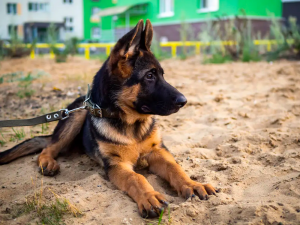 Socialize German Shepherd Puppy
