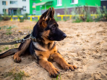 Socialize German Shepherd Puppy
