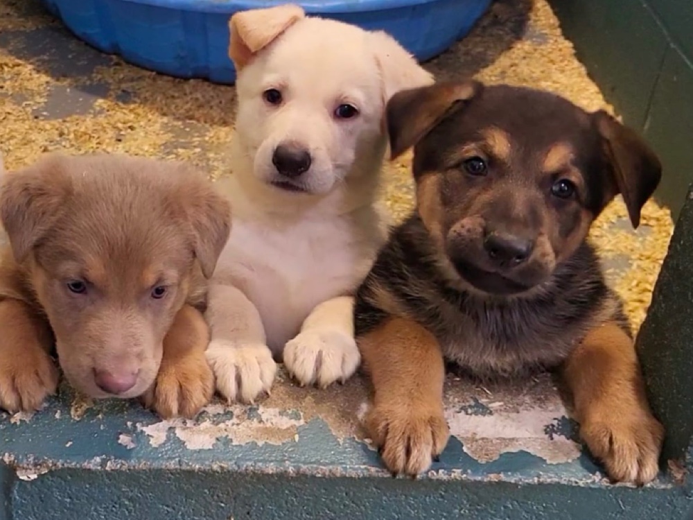 Sweet Country Shepherds