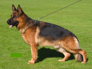 Symptoms Elbow Dysplasia in German Shepherds