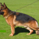 Symptoms Elbow Dysplasia in German Shepherds