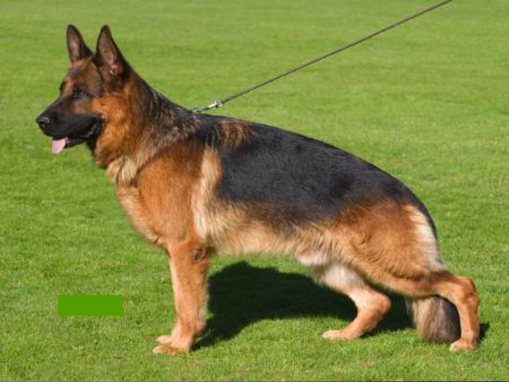 Symptoms Elbow Dysplasia in German Shepherds