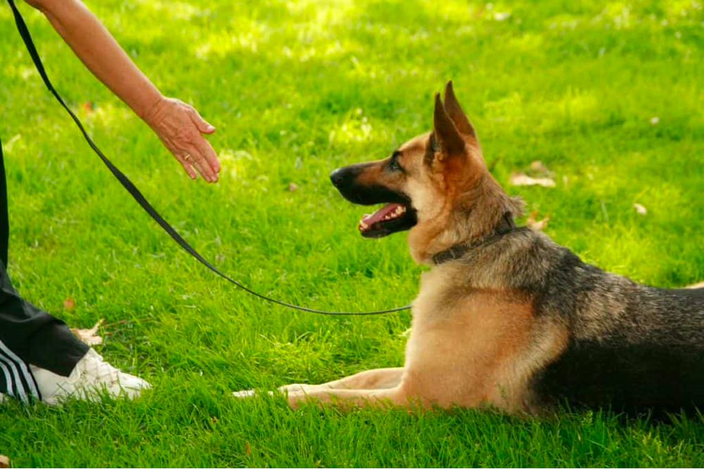 German Shepherd Dog To Lie Down On-Leash