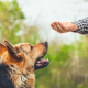Teach Your German Shepherd Dog to Come on Command