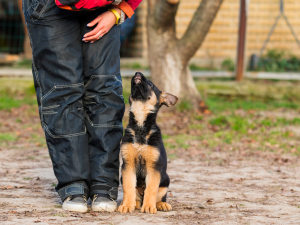 Teach Your German Shepherd Dog to Sit on Command