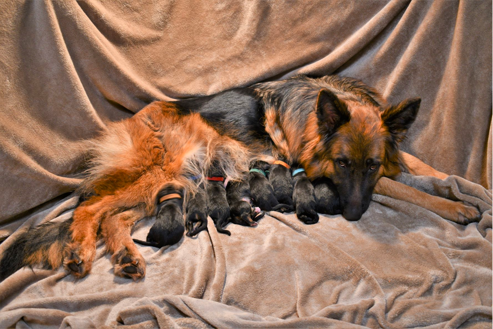 german shepherd breeder washington state