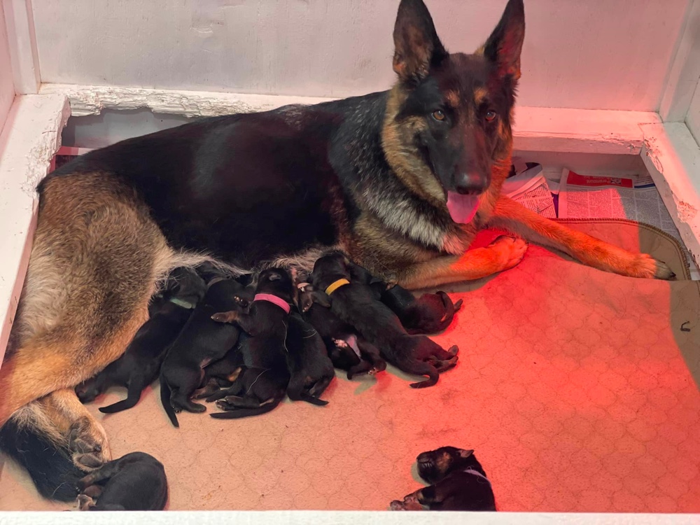 german shepherd breeders in virginia