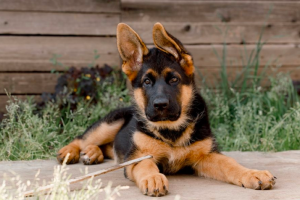 Train Your German Shepherd Puppy