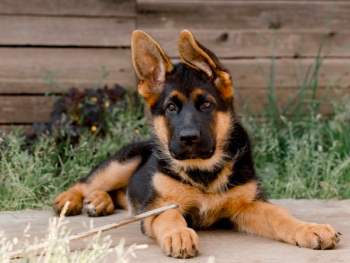 Train Your German Shepherd Puppy