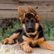 Train Your German Shepherd Puppy