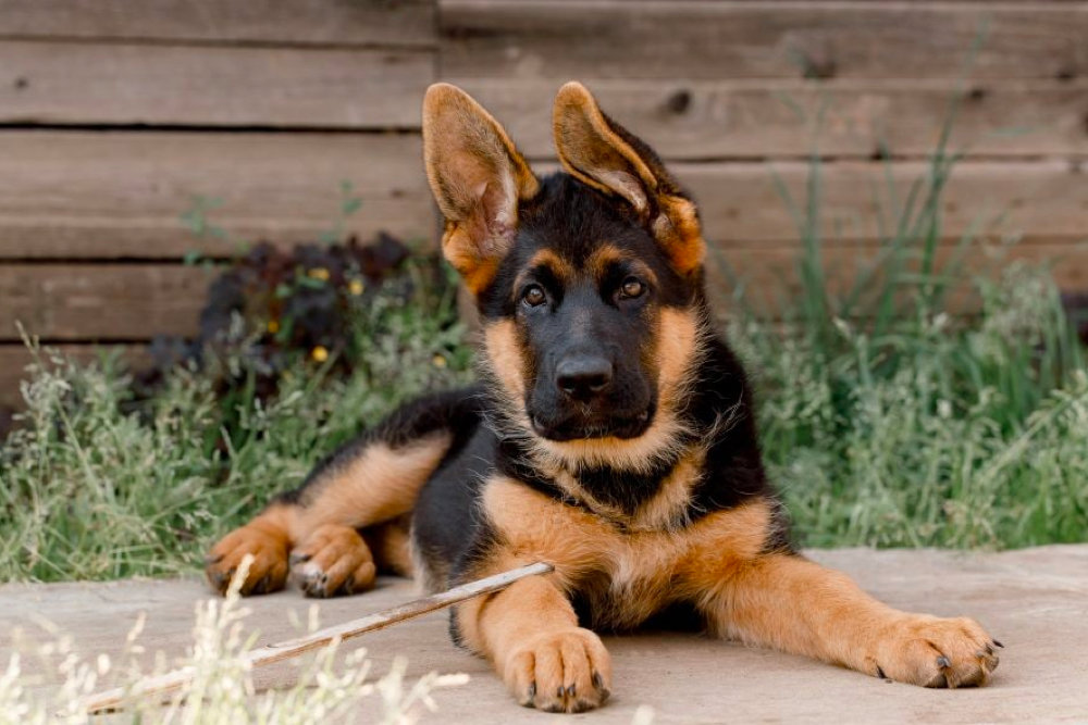 Train Your German Shepherd Puppy