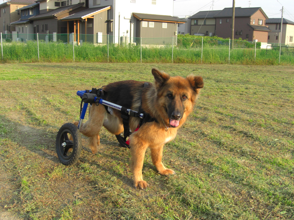 Treatment of Degenerative Myelopathy German Shepherds