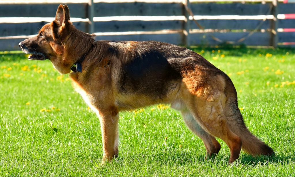 Treatment of Hip Dysplasia in German Shepherds