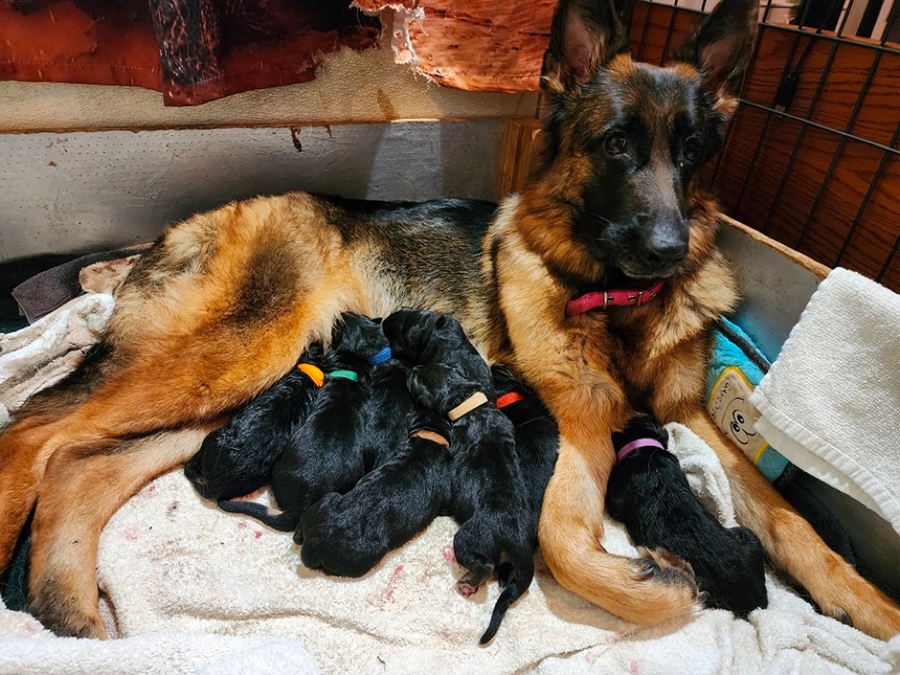 Vintar German Shepherds