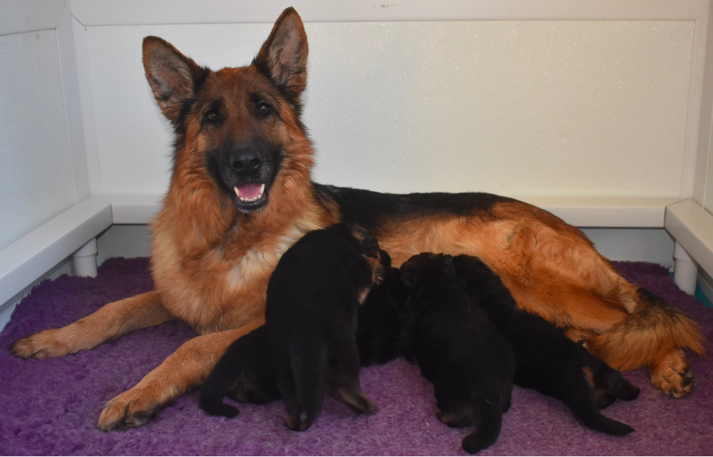 Vom Dortmunder German Shepherds