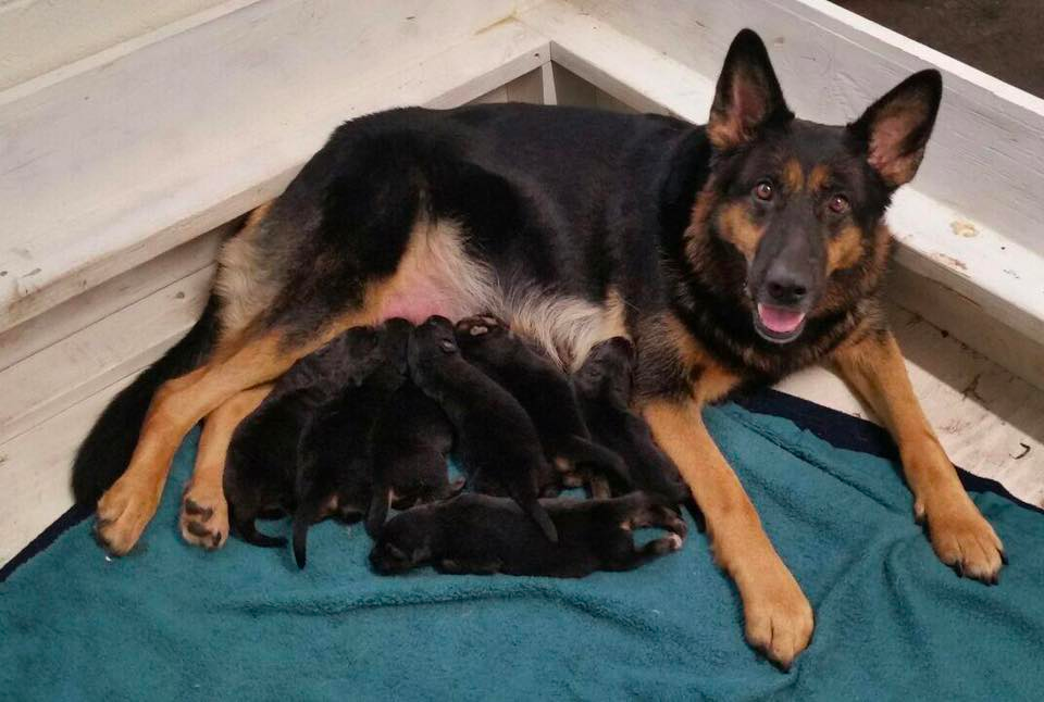 german shepherd breeders oregon