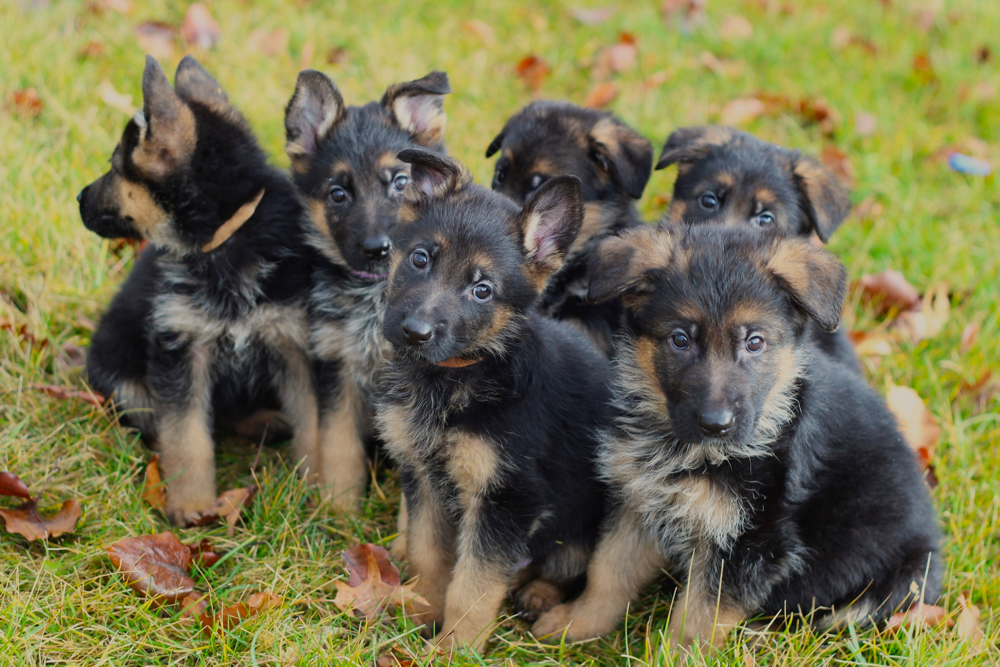 Vom Musselman German Shepherds