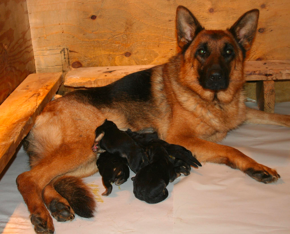 german shepherd breeders washington state