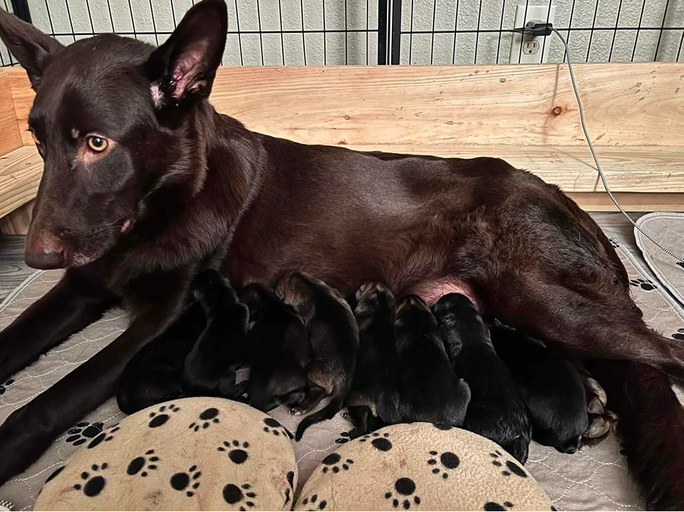 Vonsila German Shepherd Kennels