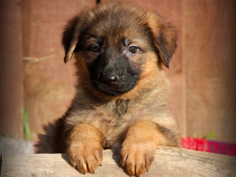 West Coast German Shepherds 