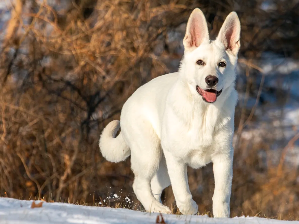 White German Shepherd Dog