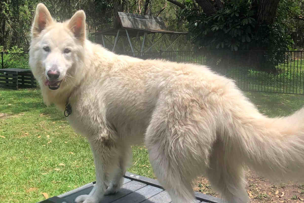 White German Shepherd Grooming