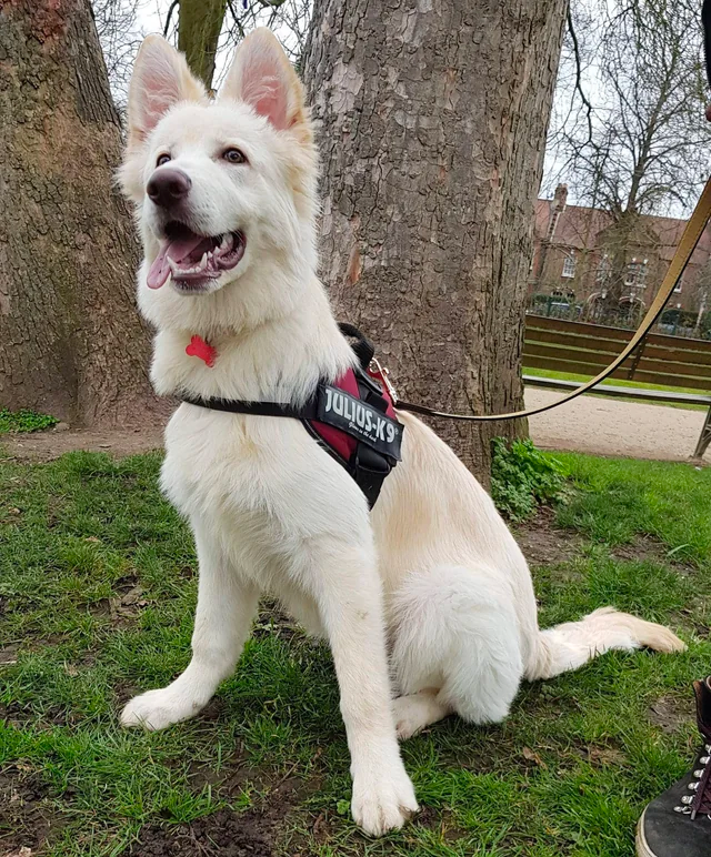 White German Shepherd Intelligence