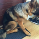 Wobbler Syndrome in German Shepherds