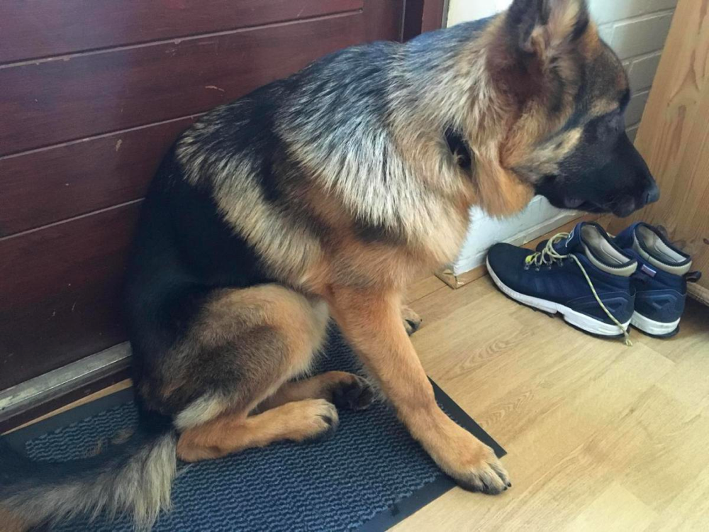 Wobbler Syndrome in German Shepherds