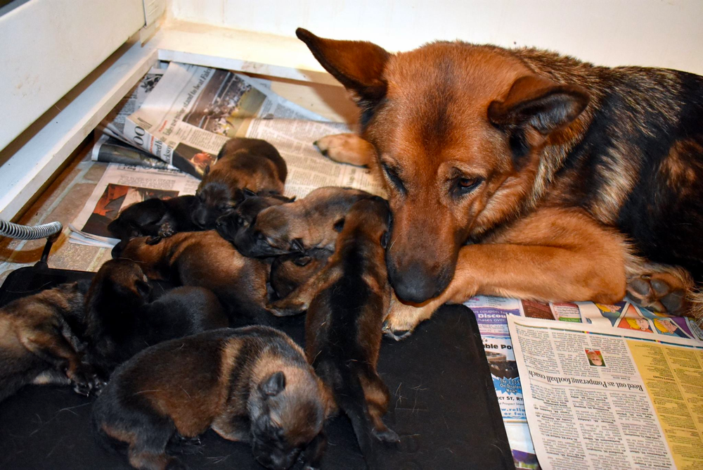 Wunderhund German Shepherd Puppies