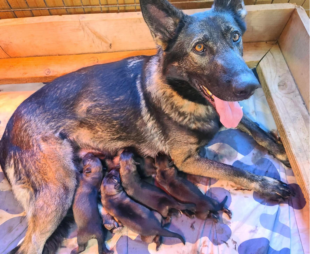 german shepherd puppies for sale in oregon