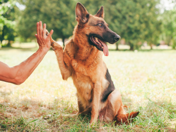 are german shepherds smart dogs