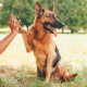 are german shepherds smart dogs