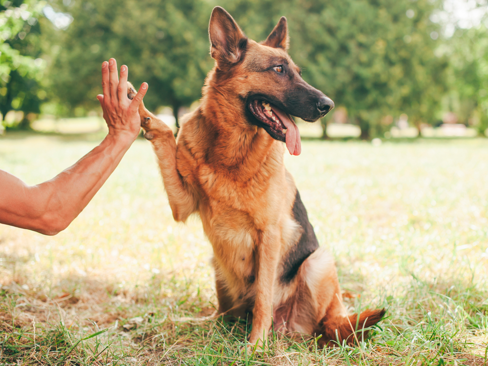 How Smart Are German Shepherds