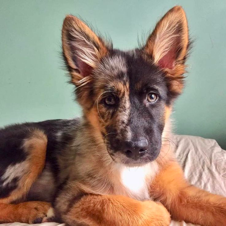 australian shepherd german shepherd mix