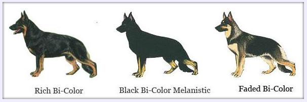 bi color marks in German Shepherds