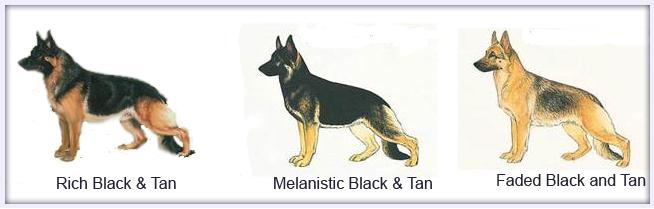 black and tan gsd