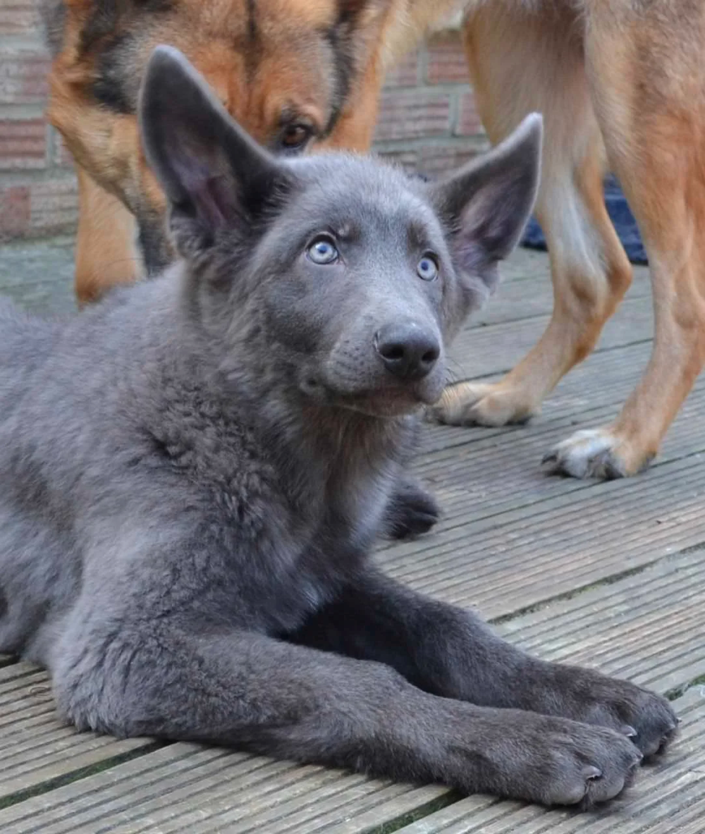 blue german shepherd