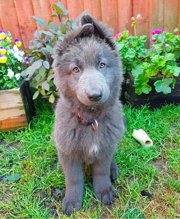 blue german shepherd puppy