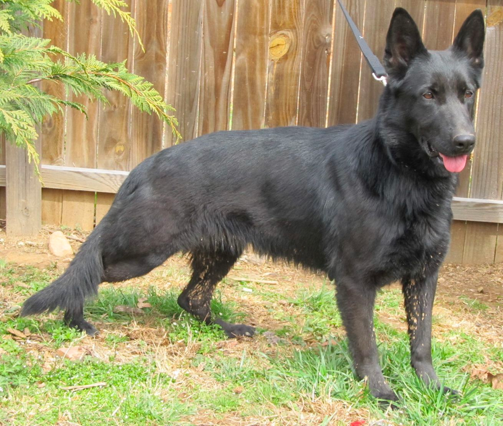 blue german shepherds