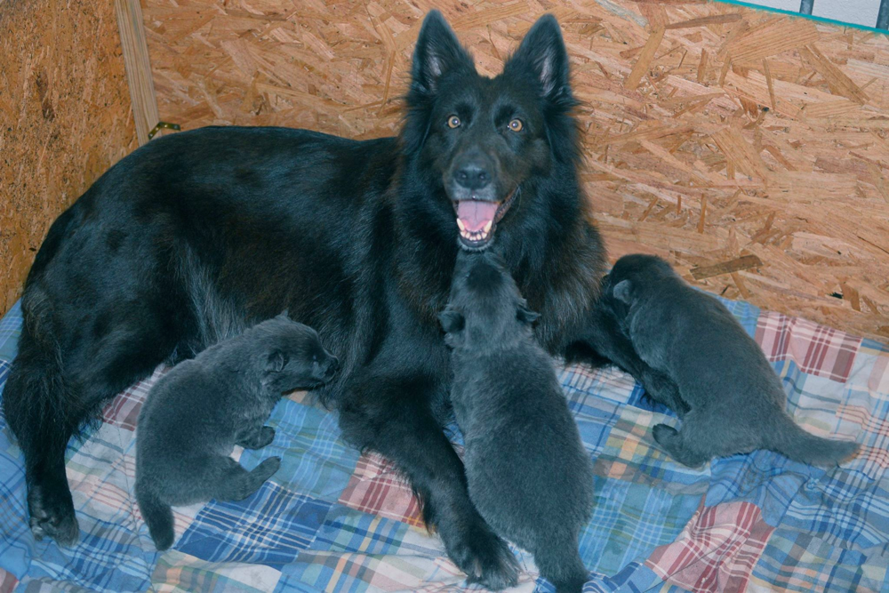 blue german shepherds for sale