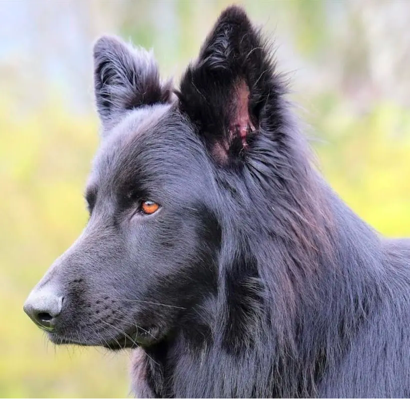 blue long haired german shepherd