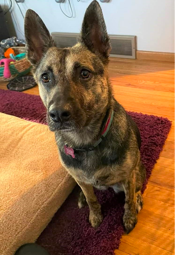 brindle colored german shepherd