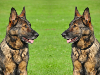 brindle german shepherd puppy