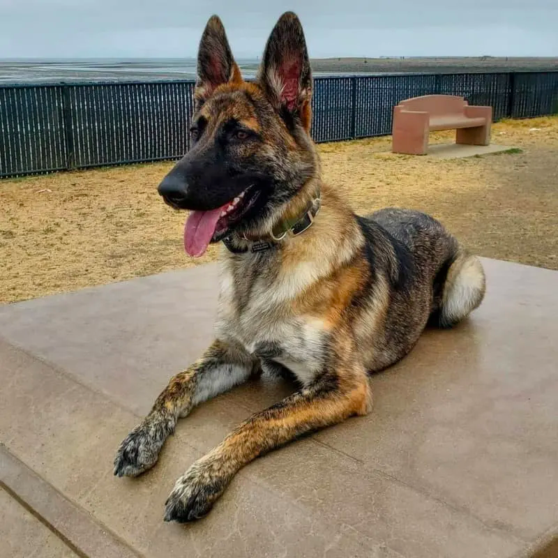 brindle german shepherd